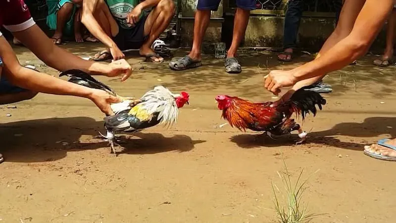 Đá gà trực tuyến là gì?