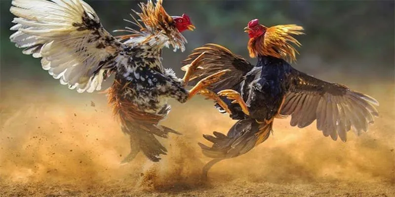 Lợi ích khi chơi đá gà trực tuyến